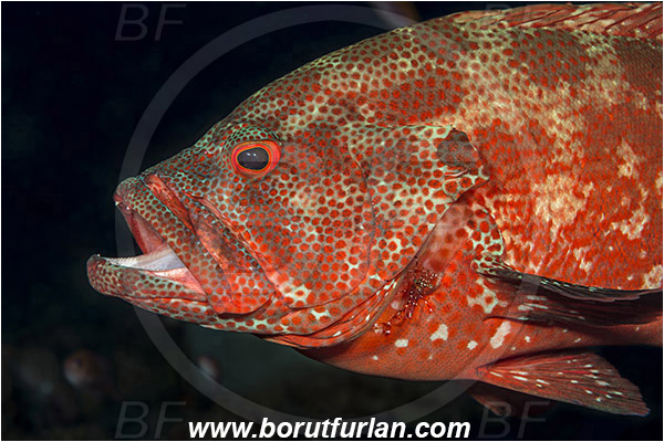 Tulamben, Bali, Indonesia, Cephalopholis sonnerati, Cephalopholis, Serranidae, Tomato hind, Grouper, Fish, Portrait, Urocaridella antonbruunii, Urocaridella, Palaemonidae, Decapoda, Cleaner Shrimp, Shrimp, Crustacea, Crustacean, Cleaning