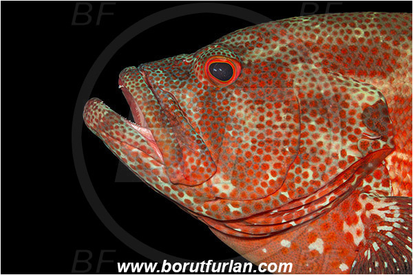 Tulamben, Bali, Indonesia, Cephalopholis sonnerati, Cephalopholis, Serranidae, Tomato hind, Grouper, Fish, Portrait