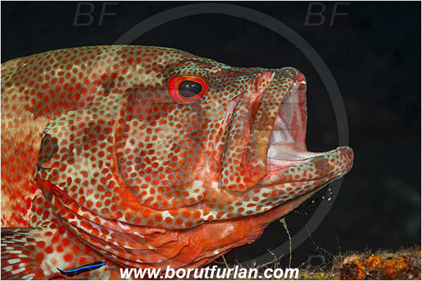 Tulamben, Bali, Indonesia, Cephalopholis sonnerati, Cephalopholis, Serranidae, Tomato hind, Grouper, Fish, Portrait, Urocaridella antonbruunii, Urocaridella, Palaemonidae, Decapoda, Cleaner Shrimp, Shrimp, Crustacea, Crustacean, Labroides dimidiatus, Labroides, Labridae, Cleaner Wrasse, Wrasse, Cleaning