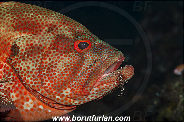 Tulamben, Bali, Indonesia, Cephalopholis sonnerati, Cephalopholis, Serranidae, Tomato hind, Grouper, Fish, Portrait, Urocaridella antonbruunii, Urocaridella, Palaemonidae, Decapoda, Cleaner Shrimp, Shrimp, Crustacea, Crustacean, Cleaning