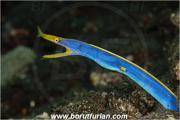 Tulamben, Bali, Indonesia, Rhinomuraena quaesita, Rhinomuraena, Muraenidae, Ribbon eel, Ribbon moray, Moray, Fish, Portrait