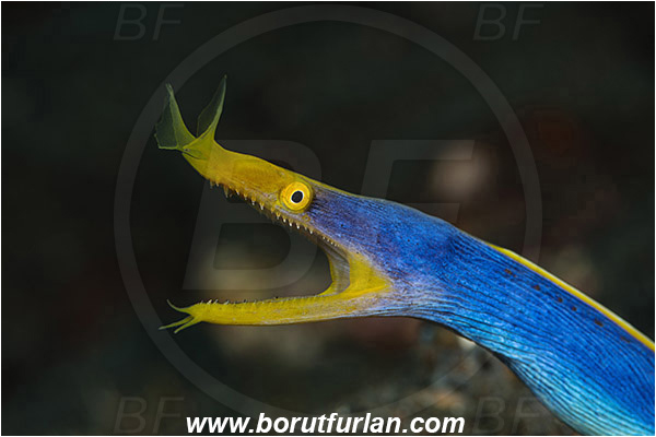 Tulamben, Bali, Indonesia, Rhinomuraena quaesita, Rhinomuraena, Muraenidae, Ribbon eel, Ribbon moray, Moray, Fish, Portrait