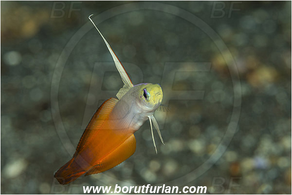 Tulamben, Bali, Indonesia, Nemateleotris magnifica, Nemateleotris, Microdesmidae, Red Fire Goby, Fire Goby, Fish