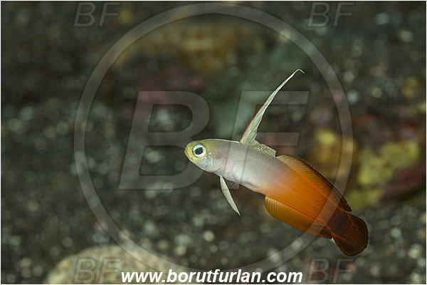 Tulamben, Bali, Indonesia, Nemateleotris magnifica, Nemateleotris, Microdesmidae, Red Fire Goby, Fire Goby, Fish