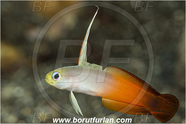 Tulamben, Bali, Indonesia, Nemateleotris magnifica, Nemateleotris, Microdesmidae, Red Fire Goby, Fire Goby, Fish