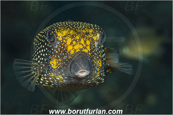 Tulamben, Bali, Indonesia, Ostracion meleagris, Ostracion, Ostraciidae, Spotted Boxfish, Boxfish, Fish