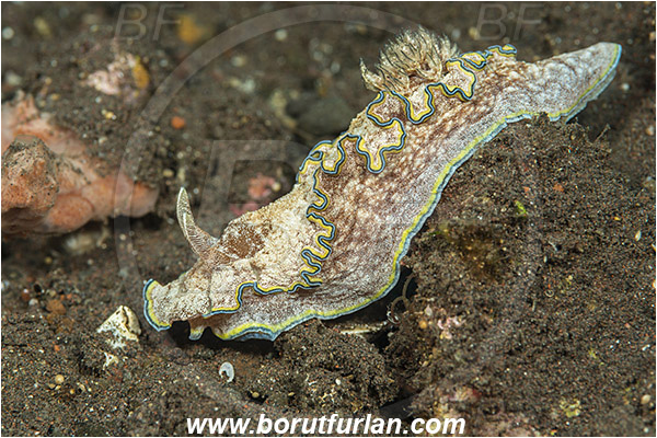 Tulamben, Bali, Indonesia, Glossodoris cincta, Glossodoris, Chromodorididae, Girdled Glossodoris, Nudibranch, Sea slug, Gastropoda, Mollusca, Mollusc