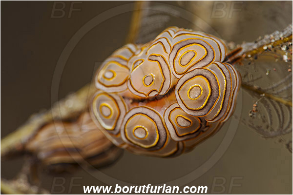 Tulamben, Bali, Indonesia, Doto greenamyeri, Doto, Dotidae, Doughnut nudibranch, Nudibranch, Sea slug, Gastropoda, Mollusca, Mollusc