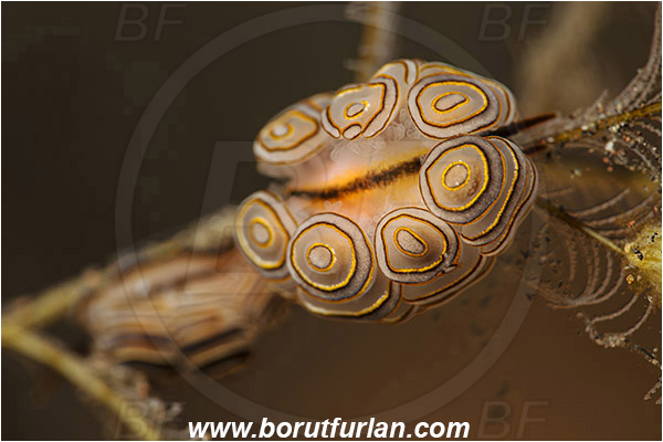 Tulamben, Bali, Indonesia, Doto greenamyeri, Doto, Dotidae, Doughnut nudibranch, Nudibranch, Sea slug, Gastropoda, Mollusca, Mollusc