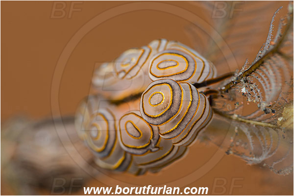 Tulamben, Bali, Indonesia, Doto greenamyeri, Doto, Dotidae, Doughnut nudibranch, Nudibranch, Sea slug, Gastropoda, Mollusca, Mollusc