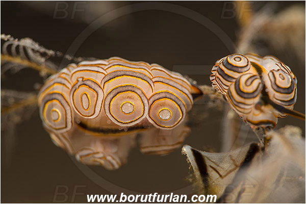 Tulamben, Bali, Indonesia, Doto greenamyeri, Doto, Dotidae, Doughnut nudibranch, Nudibranch, Sea slug, Gastropoda, Mollusca, Mollusc
