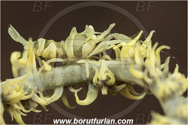 Tulamben, Bali, Indonesia, Dasycaris zanzibarica, Dasycaris, Palaemonidae, Decapoda, Zanzibar whipcoral shrimp, Shrimp, Crustacea, Crustacean
