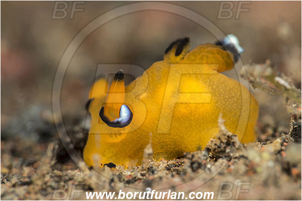 Indonesia, Thecacera pacifica, Thecacera, Polyceridae, Pikachu nudibranch, Nudibranch, Sea slug, Gastropoda, Mollusca, Mollusc