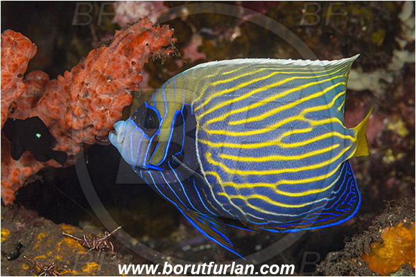 Tulamben, Bali, Indonesia, Pomacanthus imperator, Pomacanthus, Emperor Angelfish, Angelfish, Pomacanthidae, Fish, Intermediate