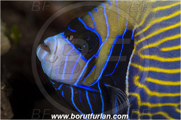Tulamben, Bali, Indonesia, Pomacanthus imperator, Pomacanthus, Emperor Angelfish, Angelfish, Pomacanthidae, Fish, Intermediate