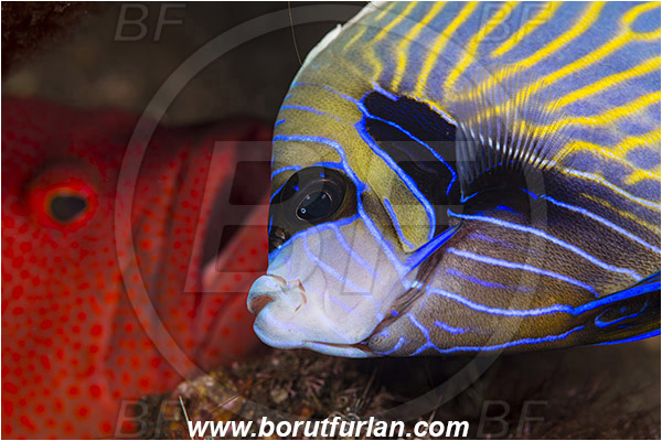Tulamben, Bali, Indonesia, Pomacanthus imperator, Pomacanthus, Emperor Angelfish, Angelfish, Pomacanthidae, Fish, Intermediate, Portrait