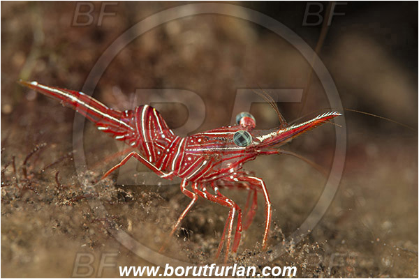 Tulamben, Bali, Indonesia, Rhynchocinetes durbanensis, Rhynchocinetes, Rhynchocinetidae, Decapoda, Crustacea, Crustacean, Durban Dancing Shrimp, Shrimp