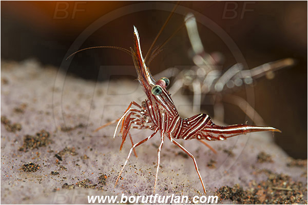 Tulamben, Bali, Indonesia, Rhynchocinetes durbanensis, Rhynchocinetes, Rhynchocinetidae, Decapoda, Crustacea, Crustacean, Durban Dancing Shrimp, Shrimp
