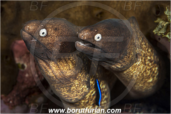 Tulamben, Bali, Indonesia, Gymnothorax thyrsoideus, Gymnothorax, Muraenidae, Greyface Moray Eel, White-Eyed Moray Eel, Moray, Fish, Portrait