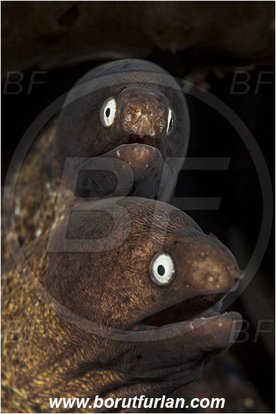Tulamben, Bali, Indonesia, Gymnothorax thyrsoideus, Gymnothorax, Muraenidae, Greyface Moray Eel, White-Eyed Moray Eel, Moray, Fish, Portrait
