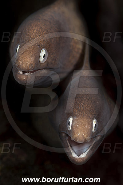 Tulamben, Bali, Indonesia, Gymnothorax thyrsoideus, Gymnothorax, Muraenidae, Greyface Moray Eel, White-Eyed Moray Eel, Moray, Fish, Portrait