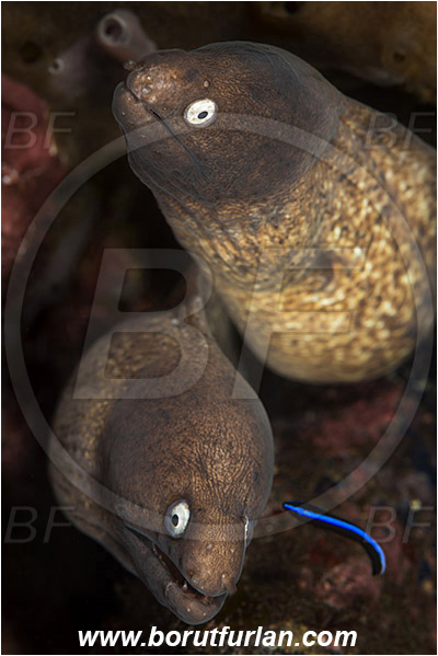 Tulamben, Bali, Indonesia, Gymnothorax thyrsoideus, Gymnothorax, Muraenidae, Greyface Moray Eel, White-Eyed Moray Eel, Moray, Fish, Portrait