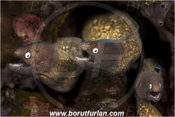 Tulamben, Bali, Indonesia, Gymnothorax thyrsoideus, Gymnothorax, Muraenidae, Greyface Moray Eel, White-Eyed Moray Eel, Moray, Fish, Portrait