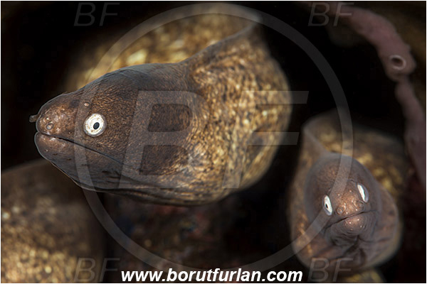 Tulamben, Bali, Indonesia, Gymnothorax thyrsoideus, Gymnothorax, Muraenidae, Greyface Moray Eel, White-Eyed Moray Eel, Moray, Fish, Portrait