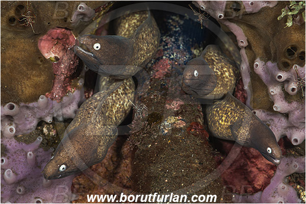 Tulamben, Bali, Indonesia, Gymnothorax thyrsoideus, Gymnothorax, Muraenidae, Greyface Moray Eel, White-Eyed Moray Eel, Moray, Fish, Portrait
