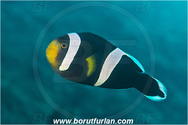 Tulamben, Bali, Indonesia, Amphiprion polymnus, Amphiprion, Pomacentridae, Saddleback clownfish, Panda Clownfish, Clownfish, Saddleback Anemonefish, Anemonefish, Fish