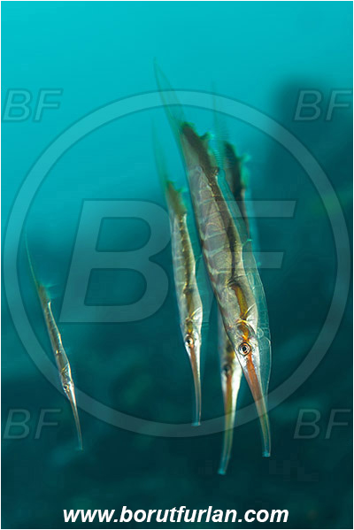 Tulamben, Bali, Indonesia, Aeoliscus strigatus, Aeoliscus, Centriscidae, Jointed Razorfish, Razorfish, Fish, Fish school