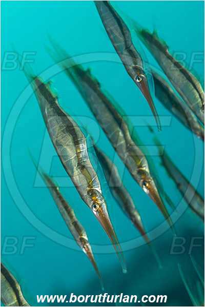 Tulamben, Bali, Indonesia, Aeoliscus strigatus, Aeoliscus, Centriscidae, Jointed Razorfish, Razorfish, Fish, Fish school