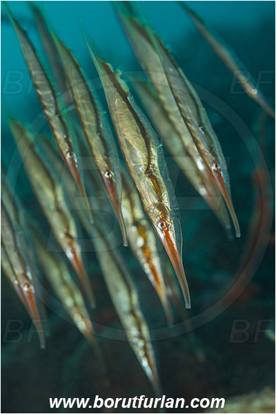 Tulamben, Bali, Indonesia, Aeoliscus strigatus, Aeoliscus, Centriscidae, Jointed Razorfish, Razorfish, Fish, Fish school