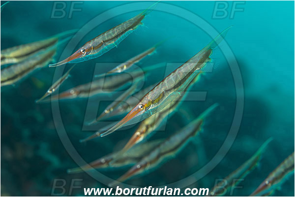 Tulamben, Bali, Indonesia, Aeoliscus strigatus, Aeoliscus, Centriscidae, Jointed Razorfish, Razorfish, Fish, Fish school