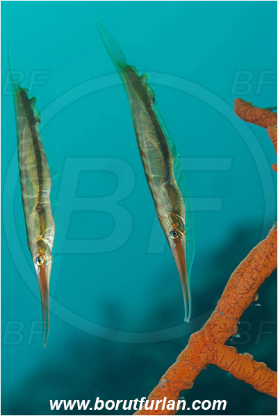 Tulamben, Bali, Indonesia, Aeoliscus strigatus, Aeoliscus, Centriscidae, Jointed Razorfish, Razorfish, Fish
