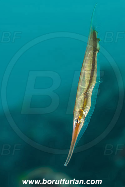 Tulamben, Bali, Indonesia, Aeoliscus strigatus, Aeoliscus, Centriscidae, Jointed Razorfish, Razorfish, Fish