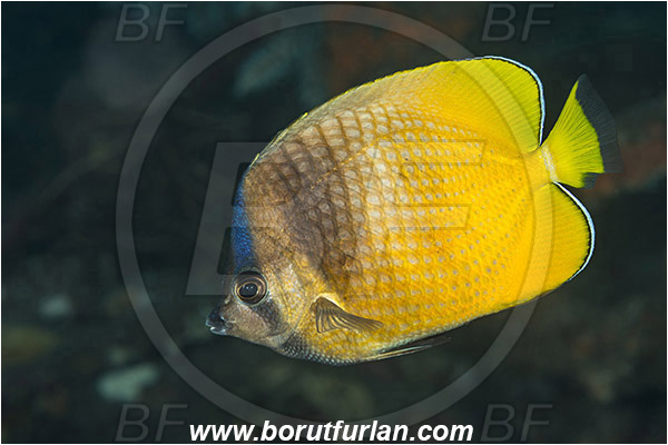 Tulamben, Bali, Indonesia, Chaetodon kleinii, Chaetodon, Chaetodontidae, Sunburst butterflyfish, Butterflyfish, Fish