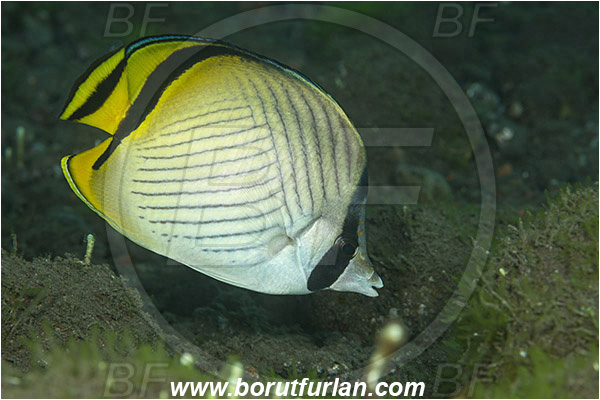 Tulamben, Bali, Indonesia, Chaetodon vagabundus, Chaetodon, Chaetodontidae, Vagabond Butterflyfish, Butterflyfish, Fish