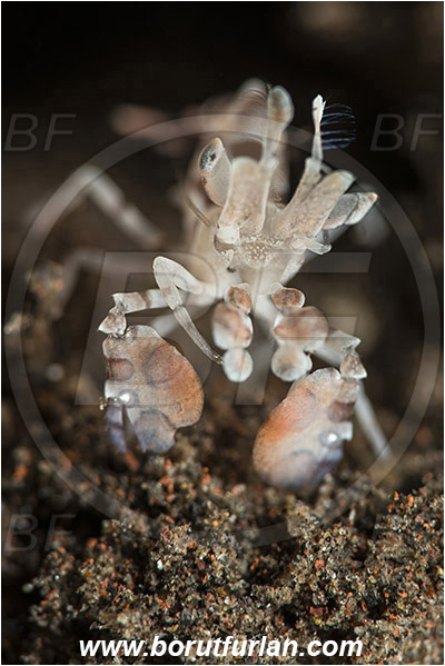 Tulamben, Bali, Indonesia, Hymenocera picta, Hymenocera, Palaemonidae, Harlequin Shrimp, Shrimp, Decapoda, Crustacea, Crustacean