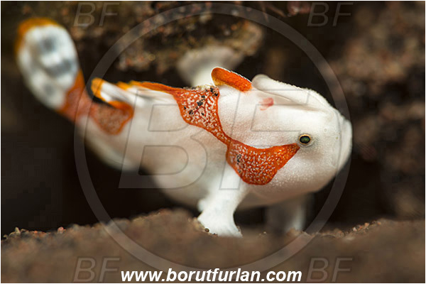 Tulamben, Bali, Indonesia, Antennarius maculatus, Antennarius, Antennariidae, Warty frogfish, Frogfish, Fish, Juvenile