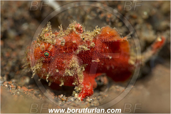 Tulamben, Bali, Indonesia, Antennarius maculatus, Antennarius, Antennariidae, Warty frogfish, Frogfish, Fish, Juvenile