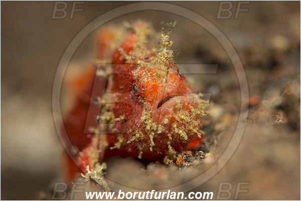 Tulamben, Bali, Indonesia, Antennarius maculatus, Antennarius, Antennariidae, Warty frogfish, Frogfish, Fish, Juvenile