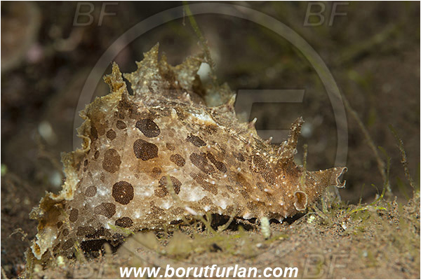 Tulamben, Bali, Indonesia, Dolabella auricularia, Dolabella, Aplysiidae, Wedge sea hare, Nudibranch, Sea slug, Gastropoda, Mollusca, Mollusc