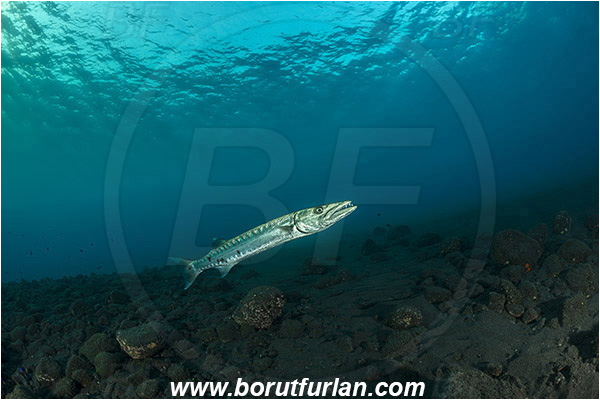 Tulamben, Bali, Indonesia, Sphyraena barracuda, Sphyraena, Sphyraenidae, Great barracuda, Barracuda, Fish, Reef