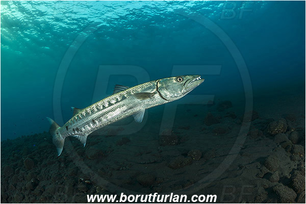 Tulamben, Bali, Indonesia, Sphyraena barracuda, Sphyraena, Sphyraenidae, Great barracuda, Barracuda, Fish, Reef