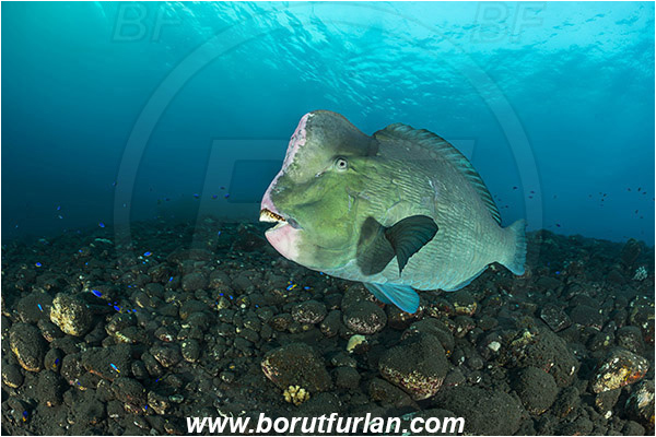 Tulamben, Bali, Indonesia, Bolbometopon muricatum, Bolbometopon, Scaridae, Bumphead Parrotfish, Parrotfish, Fish, Reef