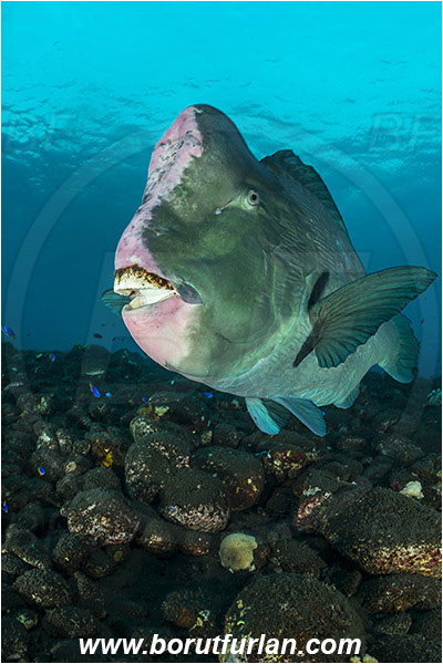Tulamben, Bali, Indonesia, Bolbometopon muricatum, Bolbometopon, Scaridae, Bumphead Parrotfish, Parrotfish, Fish, Reef