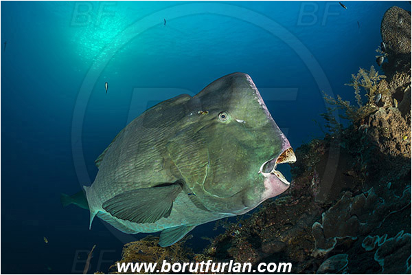 Tulamben, Bali, Indonesia, Liberty wreck, Bolbometopon muricatum, Bolbometopon, Scaridae, Bumphead Parrotfish, Parrotfish, Fish, Reef