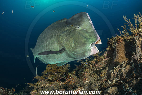 Tulamben, Bali, Indonesia, Liberty wreck, Bolbometopon muricatum, Bolbometopon, Scaridae, Bumphead Parrotfish, Parrotfish, Fish, Reef