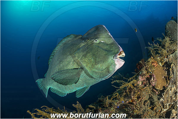 Tulamben, Bali, Indonesia, Liberty wreck, Bolbometopon muricatum, Bolbometopon, Scaridae, Bumphead Parrotfish, Parrotfish, Fish, Reef